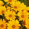 Namaqualand Daisies Diamond Paintings