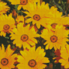 Namaqualand Daisies Diamond Paintings