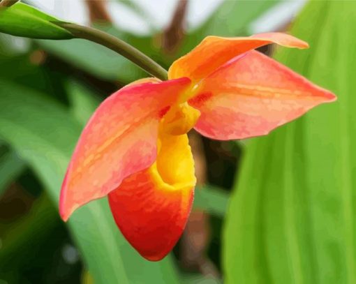 Peachy Lady Slipper Diamond Paintings