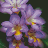 Purple Freesia Flowers Diamond Paintings