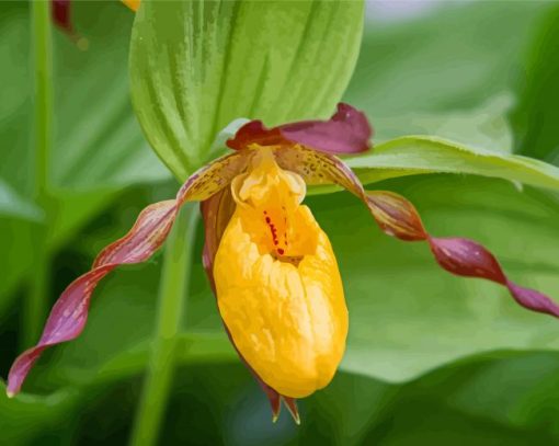 Purple And Yellow Lady Slipper Diamond Paintings