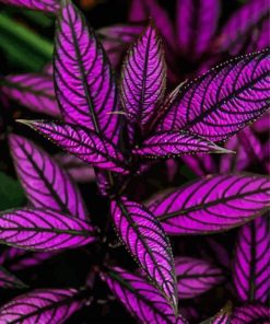 Purple Plant Diamond Paintings