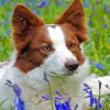 Red And White Border Collie Diamond Paintings