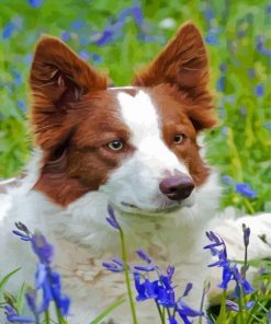 Red And White Border Collie Diamond Paintings