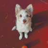 Red And White Border Collie Puppy Dog Diamond Paintings