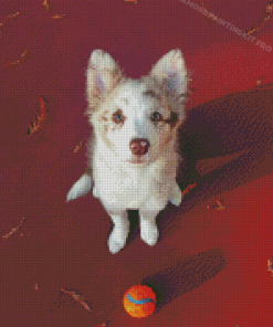 Red And White Border Collie Puppy Dog Diamond Paintings