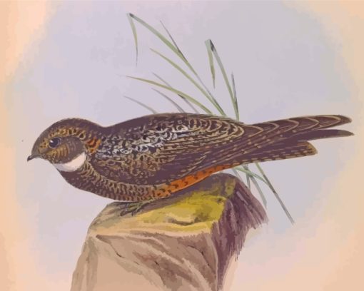 Short Tailed Nighthawk Diamond Paintings