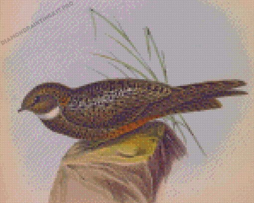 Short Tailed Nighthawk Diamond Paintings