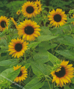 Small Sunflowers Diamond Paintings