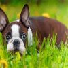 Aesthetic Female Boston Terrier Diamond Paintings