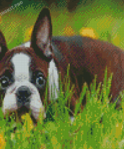 Aesthetic Female Boston Terrier Diamond Paintings