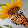 Aesthetic Sunflower Butterfly Diamond Paintings