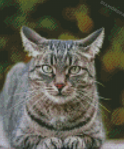 Aesthetic Grey Tabby Cat Diamond Paintings