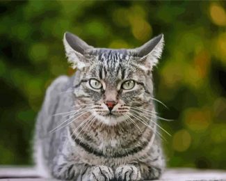 Aesthetic Grey Tabby Cat Diamond Paintings