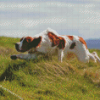 Aesthetic Irish Red White Setter Diamond Paintings