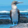 Blue Footed Boobie Diamond Paintings