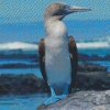 Blue Footed Boobie Diamond Paintings