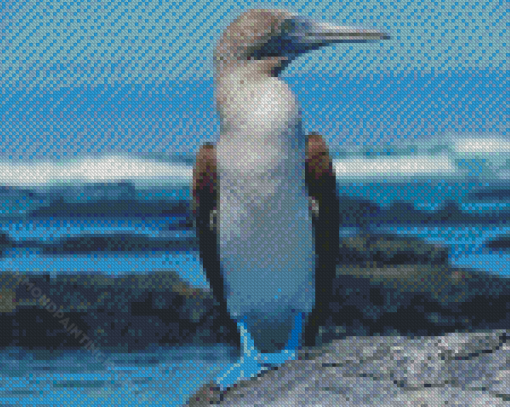 Blue Footed Boobie Diamond Paintings