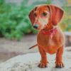 Brown Mini Dachshund Diamond Paintings