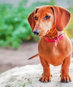 Brown Mini Dachshund Diamond Paintings