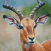 Close Up Wild Impala Animal Diamond Paintings