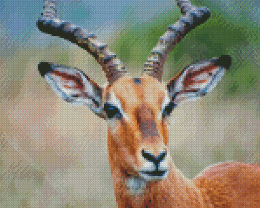 Close Up Wild Impala Animal Diamond Paintings