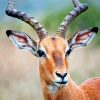 Close Up Wild Impala Animal Diamond Paintings