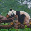 Cool Sleeping Panda Diamond Paintings