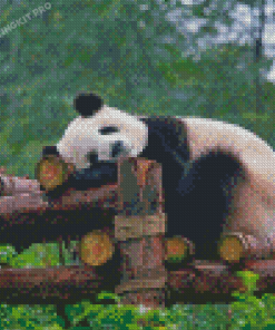 Cool Sleeping Panda Diamond Paintings