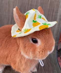 Cute Brown Rabbit With Hat Diamond Paintings