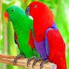 Eclectus Parrots Diamond Paintings