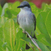 Grey And White Bird On Green Tree Diamond Paintings