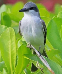 Grey And White Bird On Green Tree Diamond Paintings