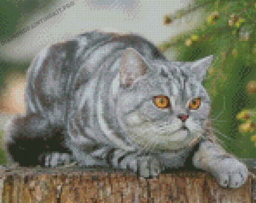 Orange Eye Cat Diamond Paintings