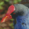 Pukeko Head Diamond Paintings