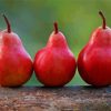 Red Pears In A Row Diamond Paintings