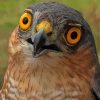 Sparrowhawk Yellow Eyes Diamond Paintings