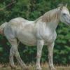 White Percheron Horse Diamond Paintings