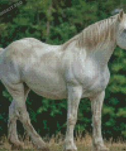 White Percheron Horse Diamond Paintings