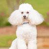 White Poodle Dog Diamond Paintings