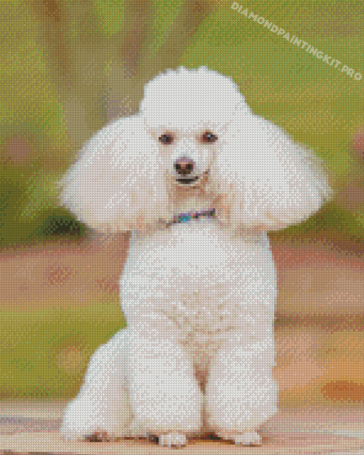 White Poodle Dog Diamond Paintings