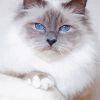 White Siamese Cat With Blue Eyes Diamond Paintings