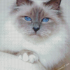 White Siamese Cat With Blue Eyes Diamond Paintings