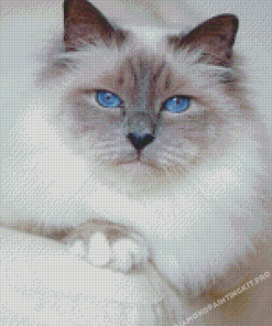 White Siamese Cat With Blue Eyes Diamond Paintings