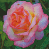 Aesthetic Peace Rose Diamond Paintings