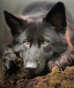 Black German Shepherd Dog Sitting Diamond Paintings