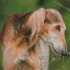 Black And Beige Saluki Diamond Paintings