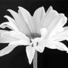 Black And White Daisy Diamond Paintings