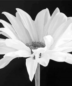Black And White Daisy Diamond Paintings