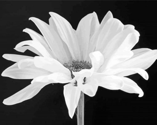 Black And White Daisy Diamond Paintings